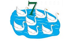 7-swans-swimming